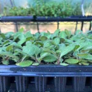 Rudbeckia Hirta Cherry Brandy Live Plant Plug - Black-Eyed Susan - 1-3 Inch Tall Starter - Image 8