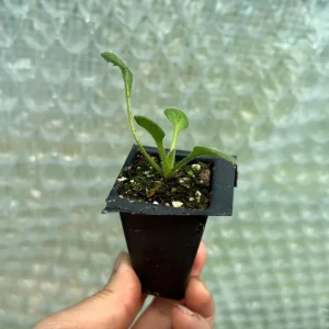 Rudbeckia Hirta Sahara Live Plant - Starter Plug, 1-3 Inch Tall, Outdoor Flower - Image 10