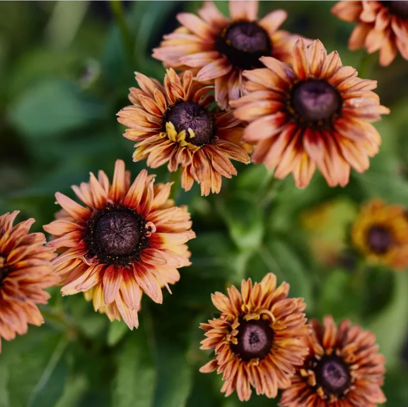 Rudbeckia Hirta Sahara Live Plant - Starter Plug, 1-3 Inch Tall, Outdoor Flower - Image 2