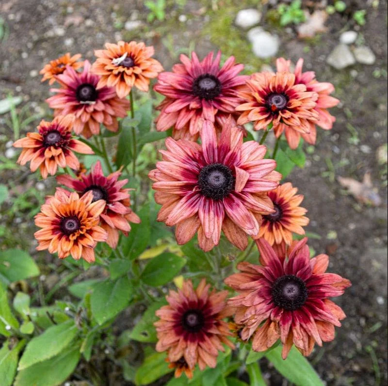 Rudbeckia Hirta Sahara Live Plant - Starter Plug, 1-3 Inch Tall, Outdoor Flower - Image 3