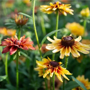 Rudbeckia Hirta Sahara Live Plant - Starter Plug, 1-3 Inch Tall, Outdoor Flower - Image 4