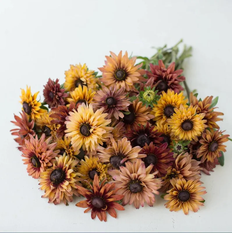 Rudbeckia Hirta Sahara Live Plant - Starter Plug, 1-3 Inch Tall, Outdoor Flower - Image 7