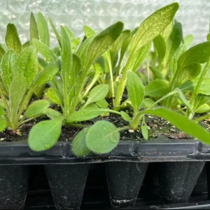 Rudbeckia Hirta Sahara Live Plant - Starter Plug, 1-3 Inch Tall, Outdoor Flower - Image 8