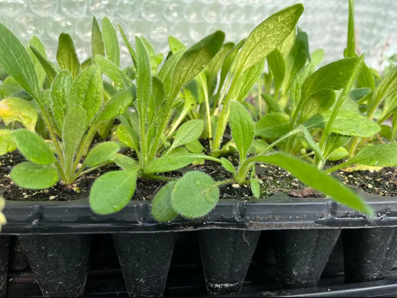 Rudbeckia Hirta Sahara Live Plant - Starter Plug, 1-3 Inch Tall, Outdoor Flower - Image 8