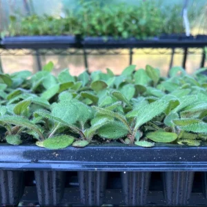 Rudbeckia Hirta Sahara Live Plant - Starter Plug, 1-3 Inch Tall, Outdoor Flower - Image 9