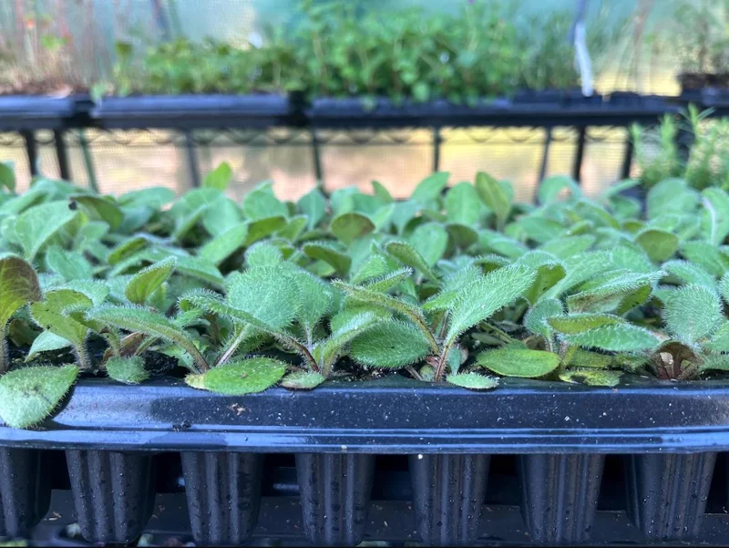 Rudbeckia Hirta Sahara Live Plant - Starter Plug, 1-3 Inch Tall, Outdoor Flower - Image 9