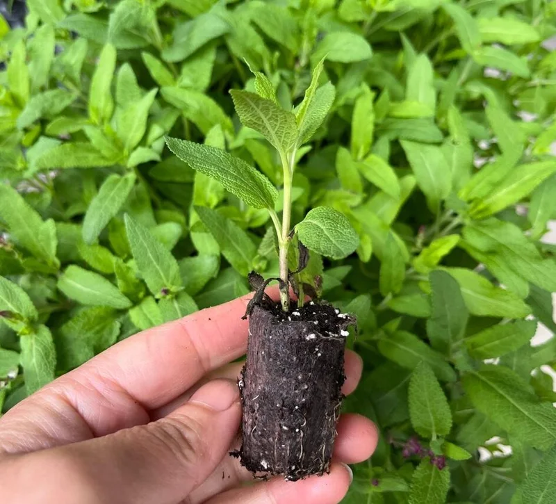 Salvia May Night Live Plant - Meadow Sage Plug, Blue Purple Flower, 1-3 Inch - Image 10