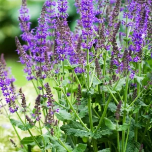 Salvia May Night Live Plant - Meadow Sage Plug, Blue Purple Flower, 1-3 Inch - Image 2
