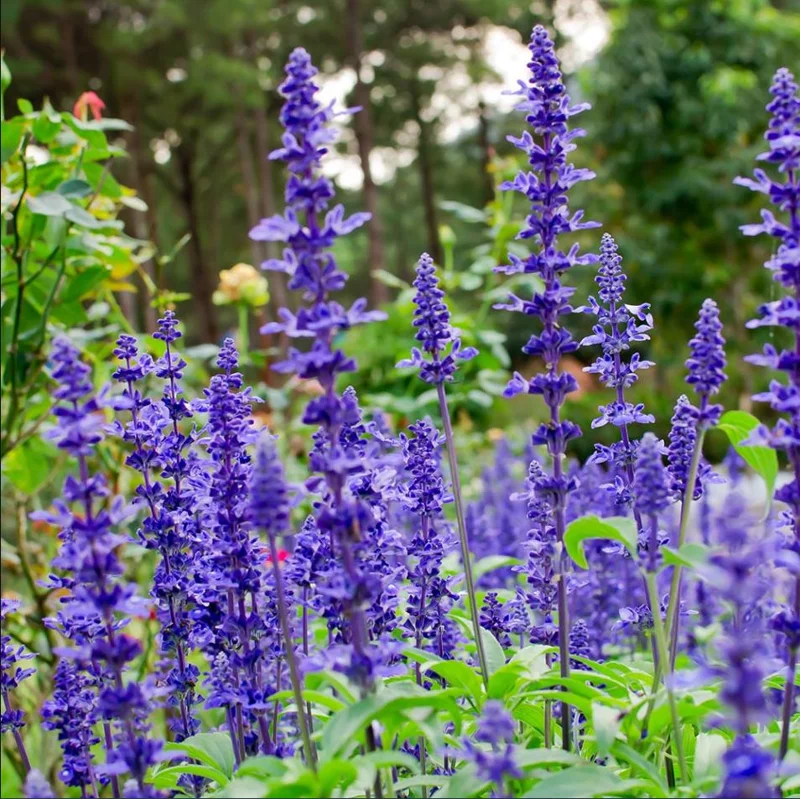 Salvia May Night Live Plant - Meadow Sage Plug, Blue Purple Flower, 1-3 Inch - Image 3