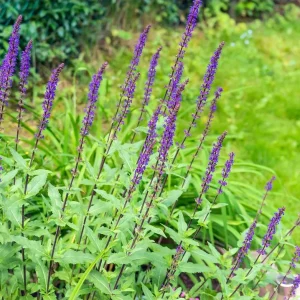 Salvia May Night Live Plant - Meadow Sage Plug, Blue Purple Flower, 1-3 Inch - Image 6