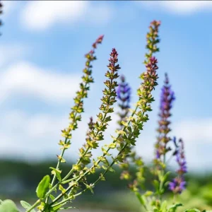 Salvia May Night Live Plant - Meadow Sage Plug, Blue Purple Flower, 1-3 Inch - Image 7