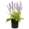 Salvia May Night Live Plant - Meadow Sage Plug, Blue Purple Flower, 1-3 Inch - Image 1