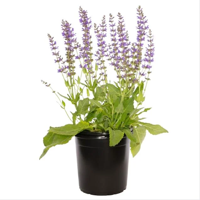 Salvia May Night Live Plant - Meadow Sage Plug, Blue Purple Flower, 1-3 Inch - Image 1