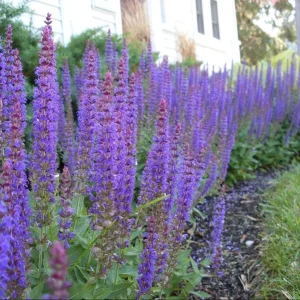 Salvia May Night Live Plant - Meadow Sage Plug, Blue Purple Flower, 1-3 Inch - Image 8