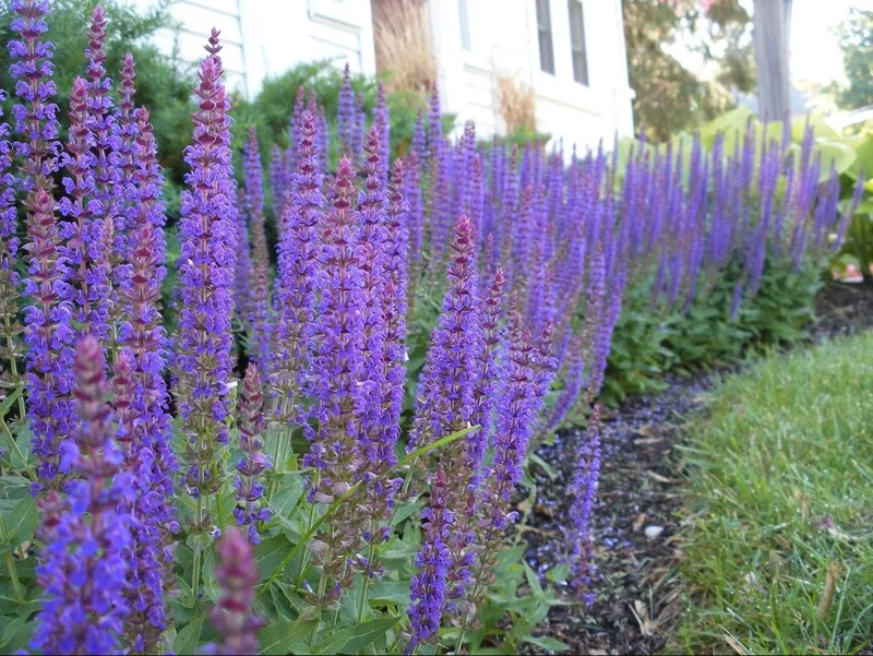 Salvia May Night Live Plant - Meadow Sage Plug, Blue Purple Flower, 1-3 Inch - Image 8