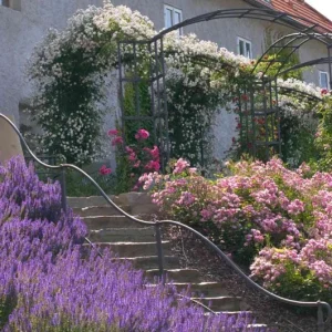 Salvia May Night Live Plant - Meadow Sage Plug, Blue Purple Flower, 1-3 Inch - Image 9