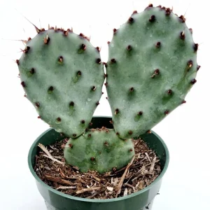 Santa Rita Purple Prickly Pear Cactus Live Plant – 4 inch Bare Root Succulent - Image 4