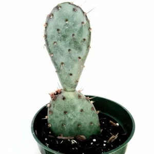 Santa Rita Purple Prickly Pear Cactus Live Plant – 4 inch Bare Root Succulent - Image 6