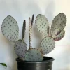 Santa Rita Purple Prickly Pear Cactus Live Plant – 4 inch Bare Root Succulent - Image 1