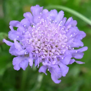 Scabiosa Butterfly Blue Live Plant Plug - 1-3 Inch Tall Perennial Starter - Image 2