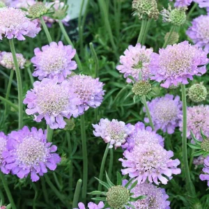 Scabiosa Butterfly Blue Live Plant Plug - 1-3 Inch Tall Perennial Starter - Image 3