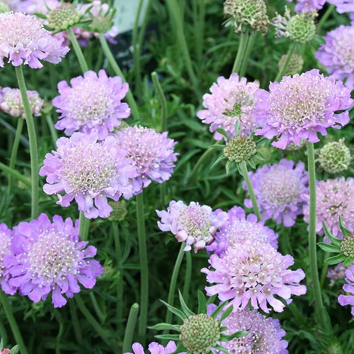 Scabiosa Butterfly Blue Live Plant Plug - 1-3 Inch Tall Perennial Starter - Image 3