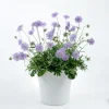 Scabiosa Butterfly Blue Live Plant Plug - 1-3 Inch Tall Perennial Starter - Image 1