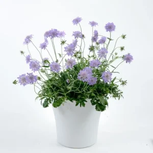 Scabiosa Butterfly Blue Live Plant Plug - 1-3 Inch Tall Perennial Starter - Image 1