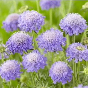 Scabiosa Butterfly Blue Live Plant Plug - 1-3 Inch Tall Perennial Starter - Image 4