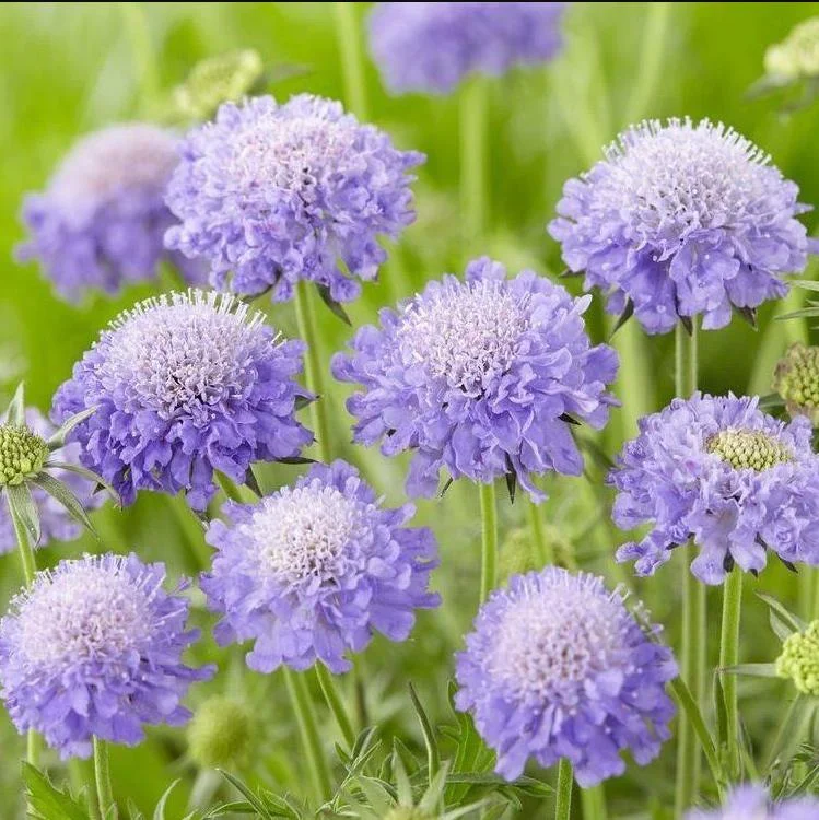 Scabiosa Butterfly Blue Live Plant Plug - 1-3 Inch Tall Perennial Starter - Image 4