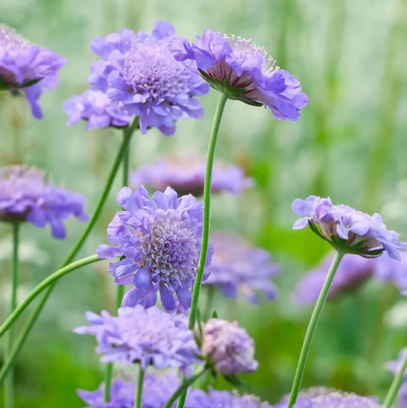 Scabiosa Butterfly Blue Live Plant Plug - 1-3 Inch Tall Perennial Starter - Image 5