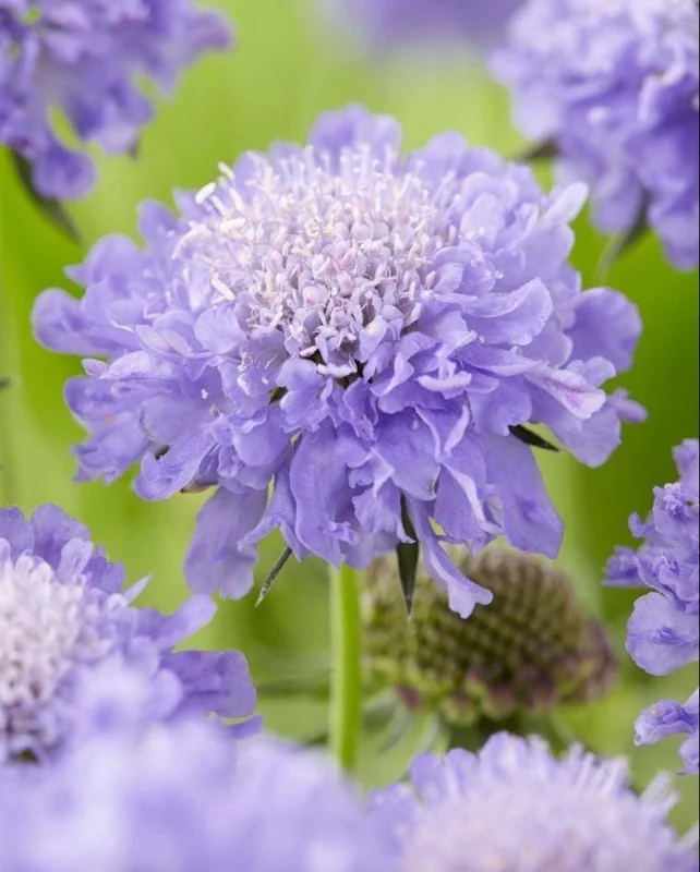Scabiosa Butterfly Blue Live Plant Plug - 1-3 Inch Tall Perennial Starter - Image 6