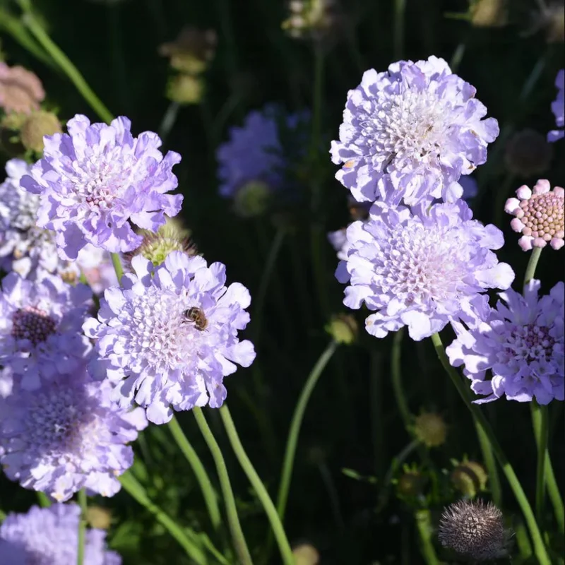 Scabiosa Butterfly Blue Live Plant Plug - 1-3 Inch Tall Perennial Starter - Image 7