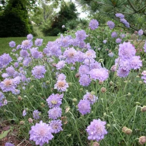 Scabiosa Butterfly Blue Live Plant Plug - 1-3 Inch Tall Perennial Starter - Image 8