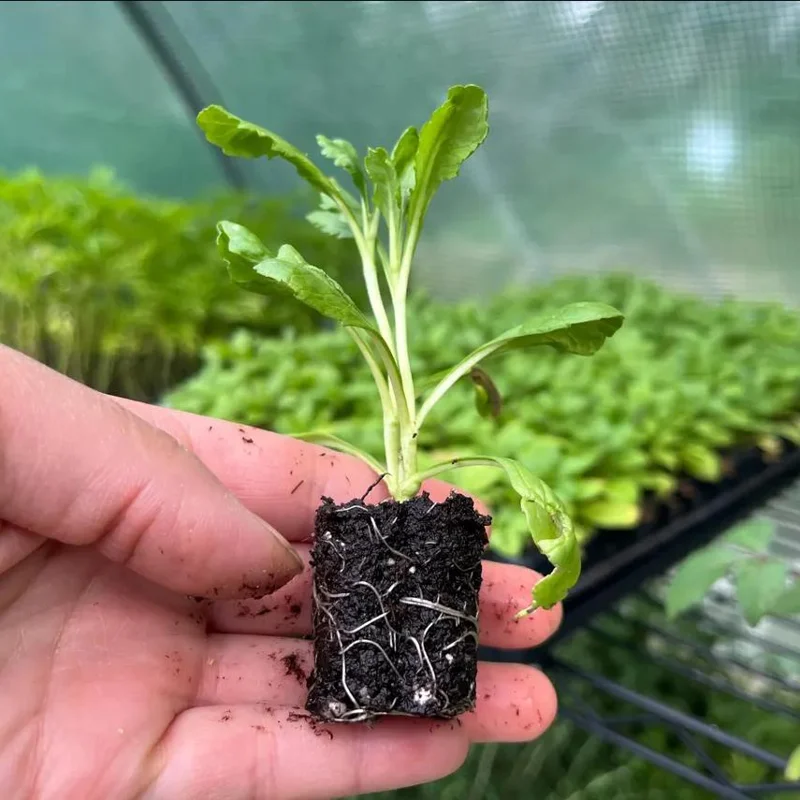 Scabiosa Butterfly Blue Live Plant Plug - 1-3 Inch Tall Perennial Starter - Image 9