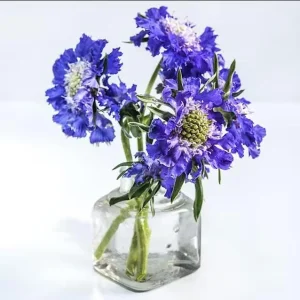 Scabiosa Fama Blue Live Plug Plant - Well Rooted Starter, 1-3 Inch Tall - Image 1