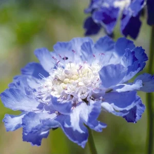 Scabiosa Fama Blue Live Plug Plant - Well Rooted Starter, 1-3 Inch Tall - Image 2