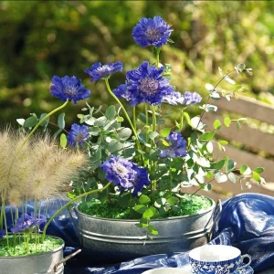Scabiosa Fama Blue Live Plug Plant - Well Rooted Starter, 1-3 Inch Tall - Image 3