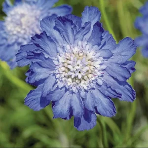 Scabiosa Fama Blue Live Plug Plant - Well Rooted Starter, 1-3 Inch Tall - Image 4