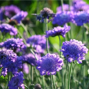 Scabiosa Fama Blue Live Plug Plant - Well Rooted Starter, 1-3 Inch Tall - Image 5