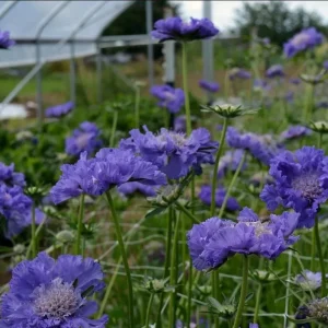 Scabiosa Fama Blue Live Plug Plant - Well Rooted Starter, 1-3 Inch Tall - Image 6