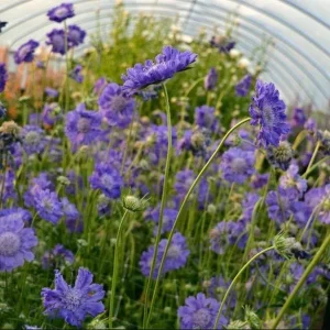 Scabiosa Fama Blue Live Plug Plant - Well Rooted Starter, 1-3 Inch Tall - Image 7
