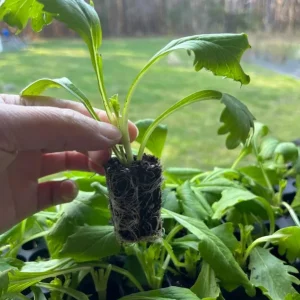 Scabiosa Fama Blue Live Plug Plant - Well Rooted Starter, 1-3 Inch Tall - Image 8