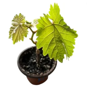 Seedless Grape Live Starter Plant, Purple Grapes, Sweet Berries, 6-8 Inch Tall, 4 Inch Pot - Image 5