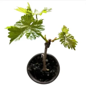 Seedless Grape Live Starter Plant, Purple Grapes, Sweet Berries, 6-8 Inch Tall, 4 Inch Pot - Image 6