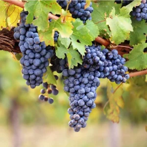 Seedless Grape Live Starter Plant, Purple Grapes, Sweet Berries, 6-8 Inch Tall, 4 Inch Pot - Image 1