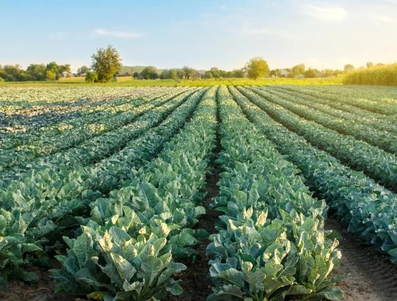Set 3 Cauliflower Live Starter Plants - Vegetable Garden, 4-6 Inch Tall - Image 10