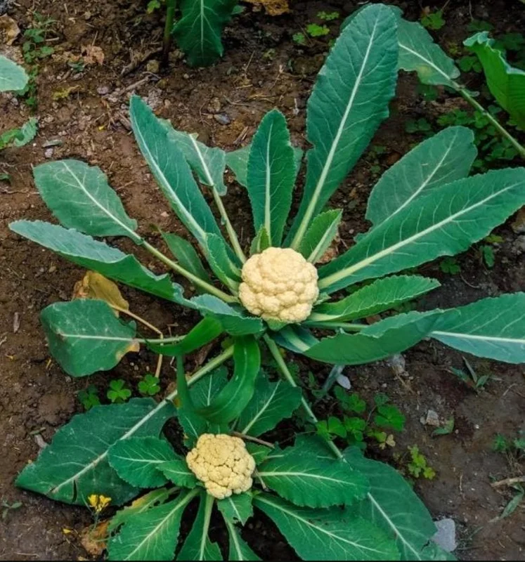 Set 3 Cauliflower Live Starter Plants - Vegetable Garden, 4-6 Inch Tall - Image 6