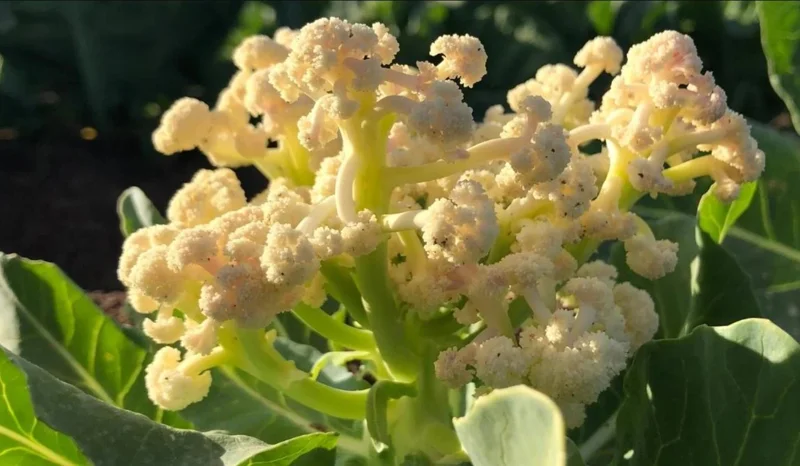 Set 3 Cauliflower Live Starter Plants - Vegetable Garden, 4-6 Inch Tall - Image 7