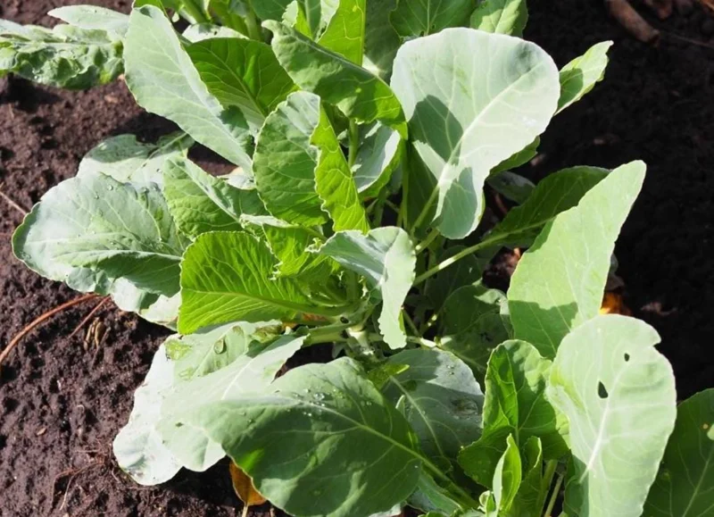 Set 3 Cauliflower Live Starter Plants - Vegetable Garden, 4-6 Inch Tall - Image 9